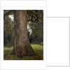 Study of the Trunk of an Elm Tree, c.1821 by John Constable