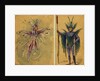 Two costume designs for fairies by C. Wilhelm