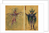Two costume designs for fairies by C. Wilhelm