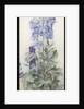 Delphiniums, c.1920 by James Valentine Jelley
