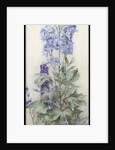 Delphiniums, c.1920 by James Valentine Jelley