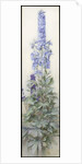 Delphiniums, c.1920 by James Valentine Jelley