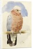 A Rose Breasted Cockatoo, c.1890 by Henry Stacy Marks