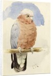 A Rose Breasted Cockatoo, c.1890 by Henry Stacy Marks