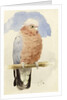 A Rose Breasted Cockatoo, c.1890 by Henry Stacy Marks