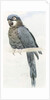 Hyacinth Macaw, c.1890 by Henry Stacy Marks