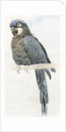 Hyacinth Macaw, c.1890 by Henry Stacy Marks