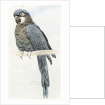 Hyacinth Macaw, c.1890 by Henry Stacy Marks