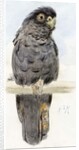 A Black Cockatoo, c.1890 by Henry Stacy Marks