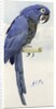 Hyacinth Macaw, c.1890 by Henry Stacy Marks