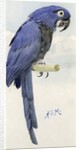 Hyacinth Macaw, c.1890 by Henry Stacy Marks