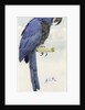 Hyacinth Macaw, c.1890 by Henry Stacy Marks