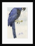Hyacinth Macaw, c.1890 by Henry Stacy Marks