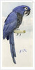 Hyacinth Macaw, c.1890 by Henry Stacy Marks