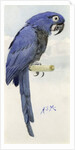 Hyacinth Macaw, c.1890 by Henry Stacy Marks