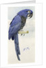 Hyacinth Macaw, c.1890 by Henry Stacy Marks