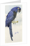 Hyacinth Macaw, c.1890 by Henry Stacy Marks