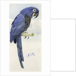 Hyacinth Macaw, c.1890 by Henry Stacy Marks