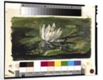 Water Lily in Sunlight, 1881 by John La Farge or Lafarge