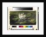Water Lily in Sunlight, 1881 by John La Farge or Lafarge