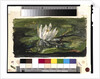 Water Lily in Sunlight, 1881 by John La Farge or Lafarge