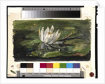 Water Lily in Sunlight, 1881 by John La Farge or Lafarge