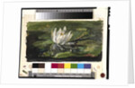 Water Lily in Sunlight, 1881 by John La Farge or Lafarge
