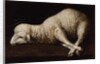 Agnus Dei, c.1635-40 by Francisco de Zurbaran