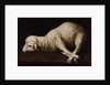 Agnus Dei, c.1635-40 by Francisco de Zurbaran