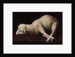 Agnus Dei, c.1635-40 by Francisco de Zurbaran