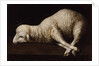 Agnus Dei, c.1635-40 by Francisco de Zurbaran