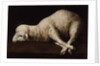 Agnus Dei, c.1635-40 by Francisco de Zurbaran