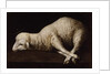 Agnus Dei, c.1635-40 by Francisco de Zurbaran