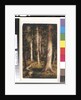 Forest Scene, 1901-15 by Ralph Albert Blakelock