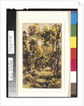 Forest Scene, 1901-15 by Ralph Albert Blakelock