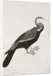 The Indian Darter or Snake-bird, c.1780 by Das Bhawani