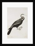 The Indian Darter or Snake-bird, c.1780 by Das Bhawani