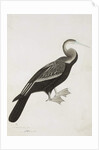 The Indian Darter or Snake-bird, c.1780 by Das Bhawani