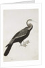 The Indian Darter or Snake-bird, c.1780 by Das Bhawani