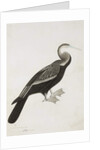 The Indian Darter or Snake-bird, c.1780 by Das Bhawani