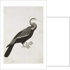 The Indian Darter or Snake-bird, c.1780 by Das Bhawani