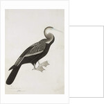 The Indian Darter or Snake-bird, c.1780 by Das Bhawani