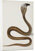 A cobra with hood spread, 1785-89 by Indian School