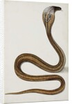 A cobra with hood spread, 1785-89 by Indian School