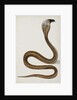 A cobra with hood spread, 1785-89 by Indian School