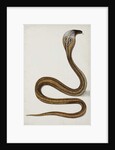 A cobra with hood spread, 1785-89 by Indian School