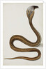 A cobra with hood spread, 1785-89 by Indian School