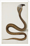 A cobra with hood spread, 1785-89 by Indian School