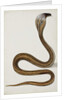 A cobra with hood spread, 1785-89 by Indian School