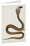 A cobra with hood spread, 1785-89 by Indian School